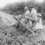 Sorting tomatoes
